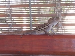 Week #1 5 Piscadera Bay Resort 67 - Fred