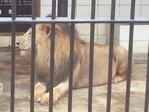 Week #07 en #08 4 Parke Tropikal - leeuw