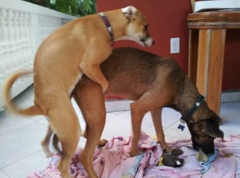 week #21, #22 en #23 4 CARF curacao