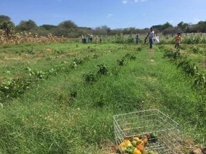 3x Brunchen met het hele gezin 7 hofi cas cora