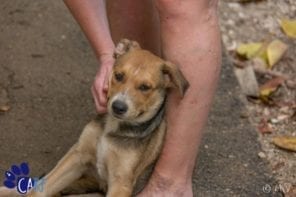 Puppy's knuffelen op Curaçao 9 Zwerfhonden en puppies knuffelen op Curaçao