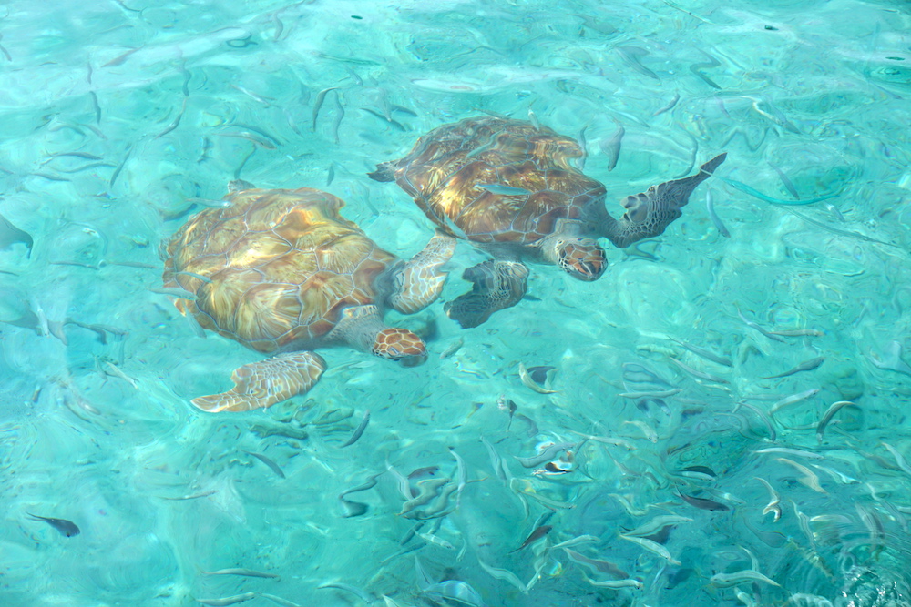 Klein Curacao | BlueFinn 13 klein curacao trip7 1