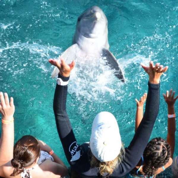 Dolphin Encounter 13 Dolphin Encounter Curacao - dansen