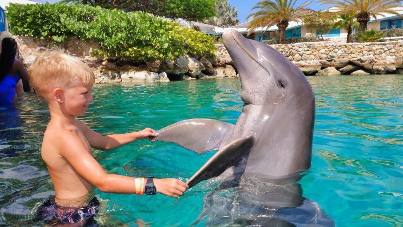 Dolphin Encounter 8 Dolphin Encounter dansen Teun 800x450 1