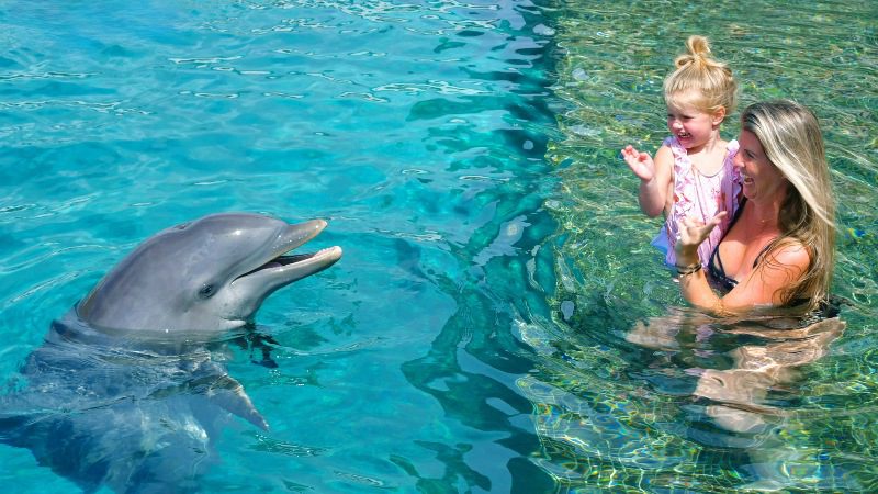 Dolphin Encounter 5 Dolphin Encounter staan op muurtje 800x450 1