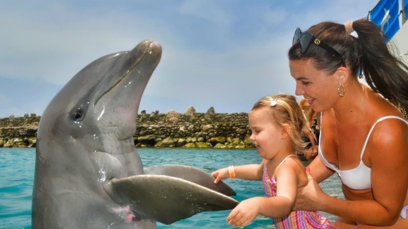Dolphin Encounter 9 dolfijn ontmoeten curacao dolphin academy 800x450 1