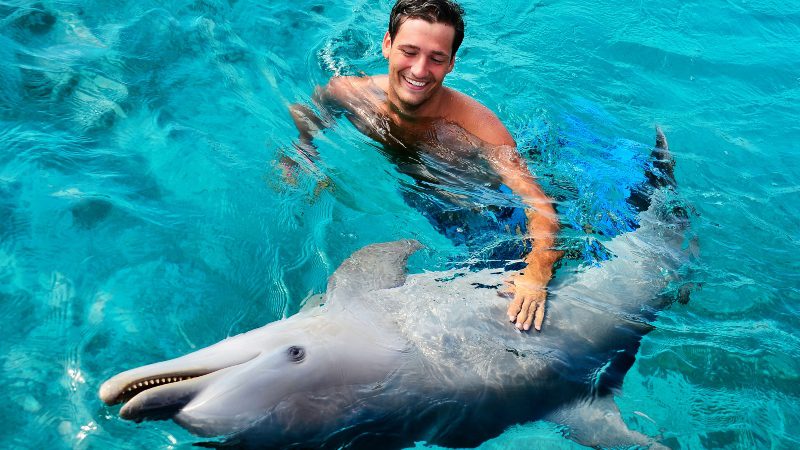 Dolphin Swim 8 dolfijn zwemmen curacao dolphin swim aaien 800x450 1