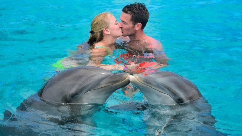 Romantische uitstapjes 6 Dolphin Swim Curacao dolfijn zwemmen kussen
