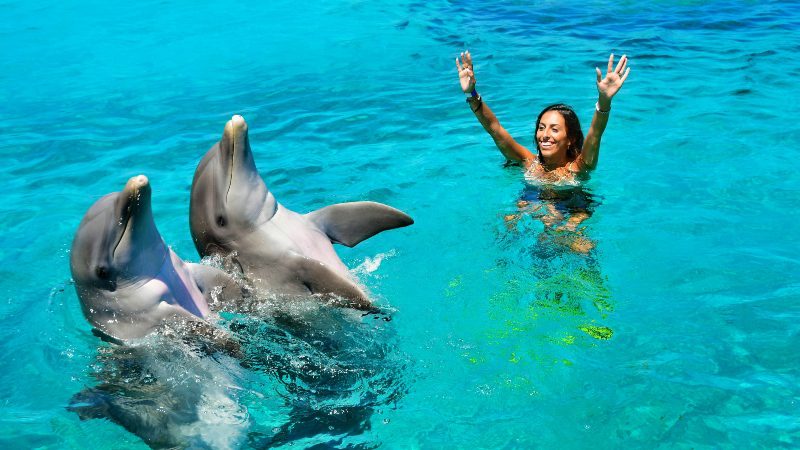 Dolphin Swim 14 dolphin swim curacao dolfijn zwemmen omhoog watertrappelen 800x450 1