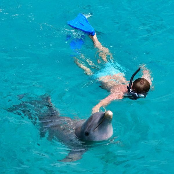 Dolphin Snorkel 5 Dolphin Snorkel Curacao dolphin snorkeling