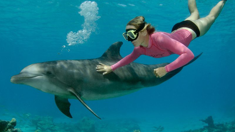 Dolphin Snorkel 8 Dolphin Snorkel Curacao onder water dolfijnen 800x450 1