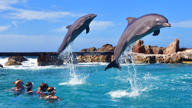 Dolphin Snorkel 7 Dolphin Snorkel springende dolfijnen 800x450 1