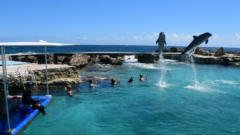 Dolphin Snorkel 4 dolfijnen show Dolphin Snorkel 800x450 1