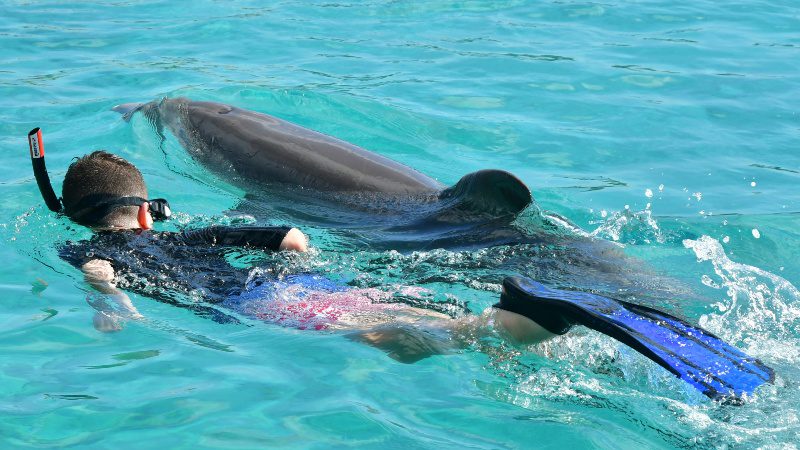 Dolphin Snorkel 6 dolphin snorkel zwemmen naast dolfijn 800x450 1