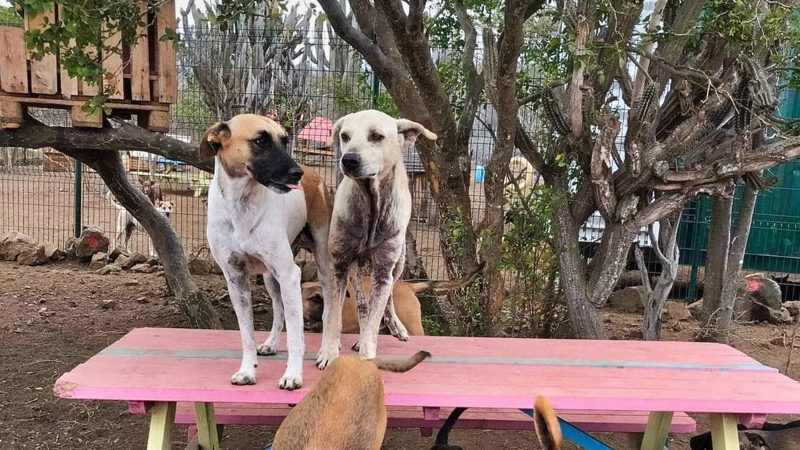 Puppies knuffelen 11 RPC honden op tafel 800x450 1