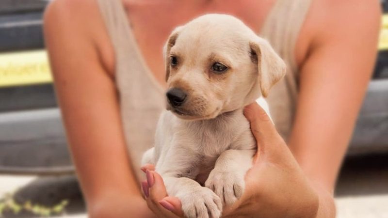 Puppies knuffelen 13 Tank hondenpup RPC 800x450 1