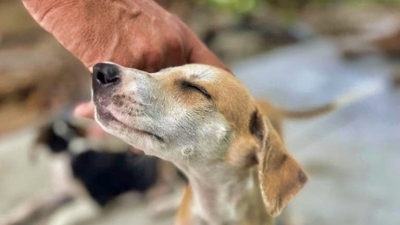 Puppies knuffelen 10 curacao hondenopvang pup aaien 800x450 1