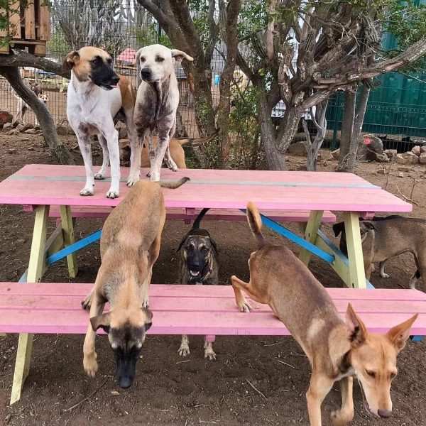 Mimos a cachorros 5 Refugio canino RPC de Curaçao