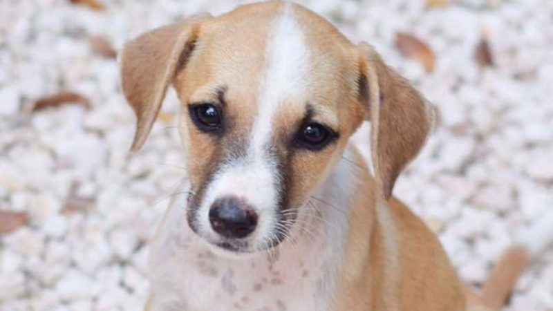 Puppies knuffelen 8 curacao zwerfhonden pup 800x450 1