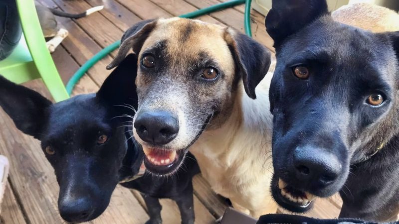 Puppies knuffelen 12 honden RPC Rescue Paws Curacao 800x450 1