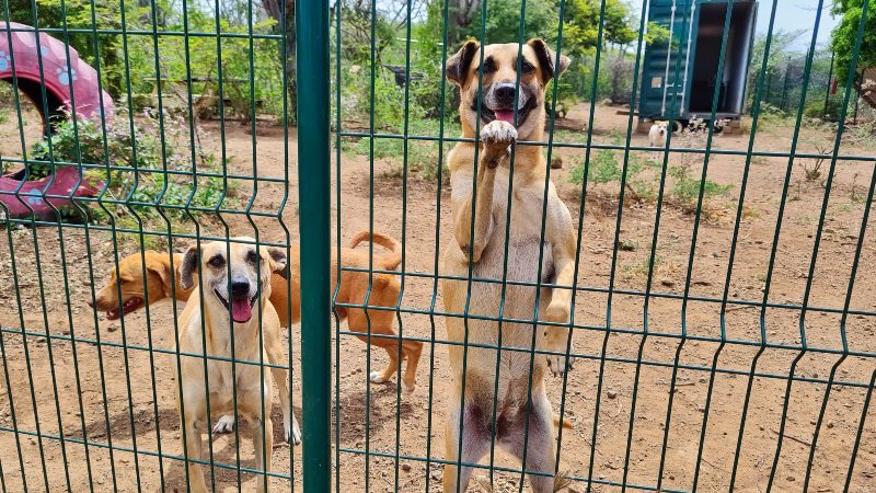 Mimos a cachorros 4 perros RPC Curaçao refugio para perros callejeros