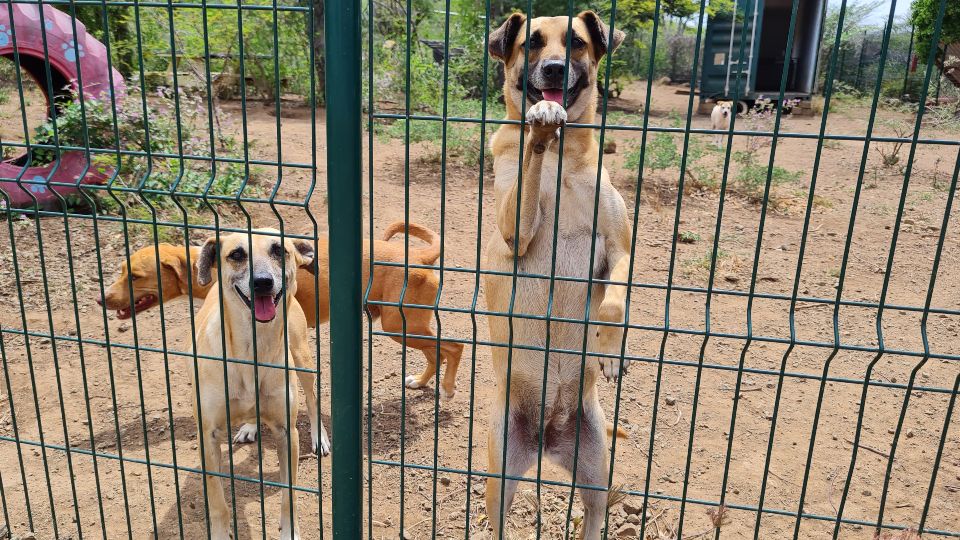 Voordelige uitstapjes op Curacao 17 honden rpc curacao 960x540 1