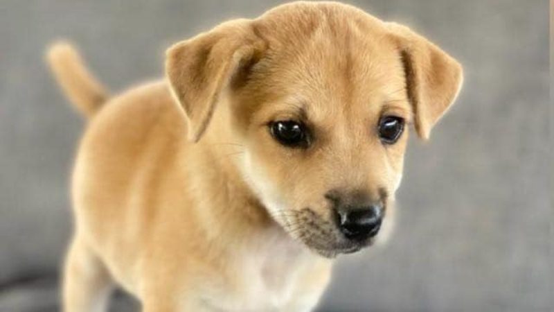 Puppies knuffelen 15 pup staan rpc curacao opvang zwerfhonden 800x450 1