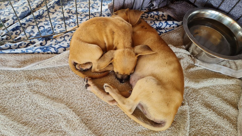 Voordelige uitstapjes op Curacao 18 pups slapen 960x540 1