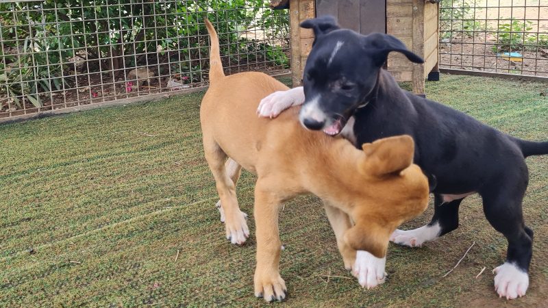 Puppies knuffelen 14 pups spelen rpc curacao honden opvang 800x450 1