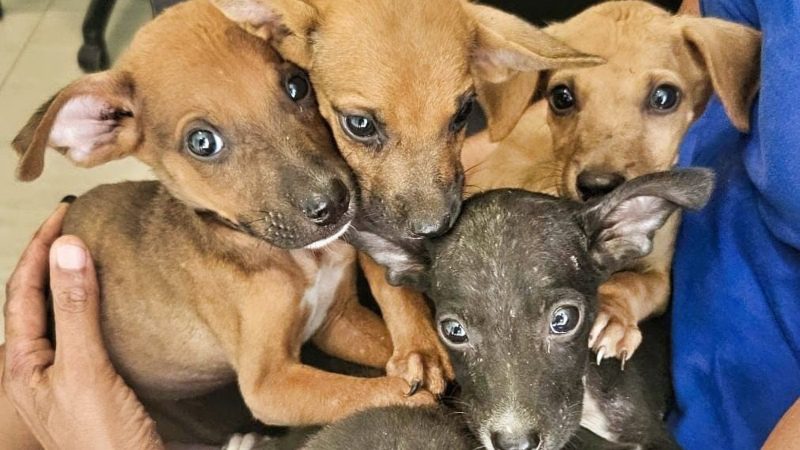Puppies knuffelen 9 rescue paws curacao honden pups samen 800x450 1