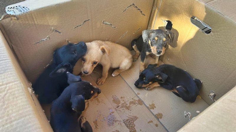 Puppies knuffelen 4 rescue paws curacao puppies doos 800x450 1