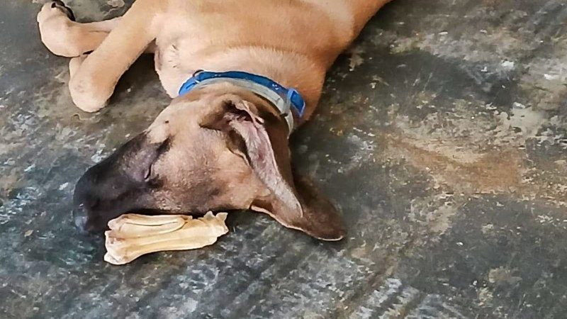 Puppies knuffelen 7 rpc curacao hond slapen kluif 800x450 1