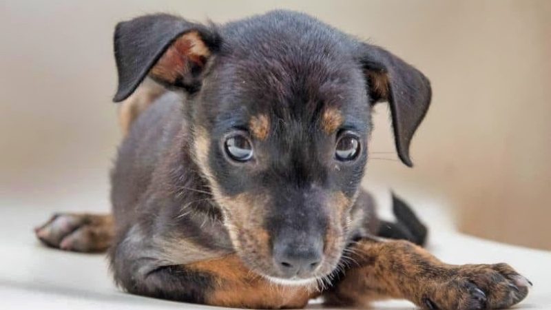 Puppies knuffelen 17 rpc curacao honden zwarte pup 800x450 1