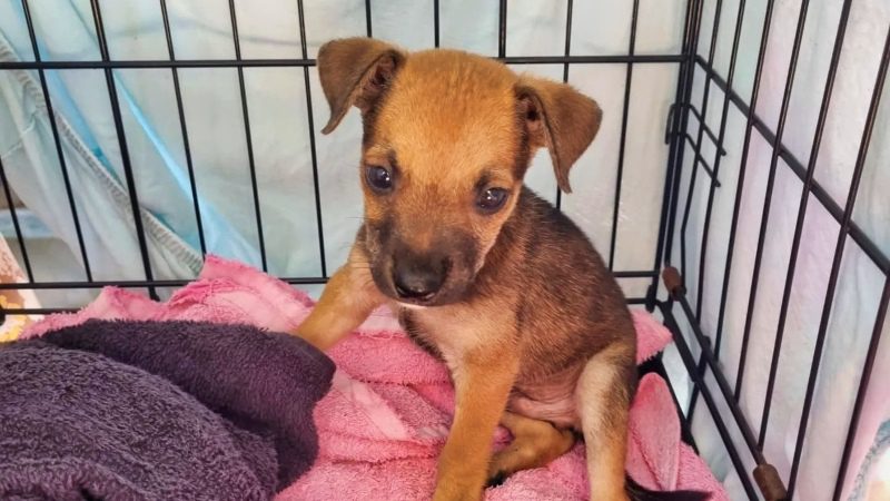 Puppies knuffelen 5 rpc honden curacao opvang pup kooi 800x450 1