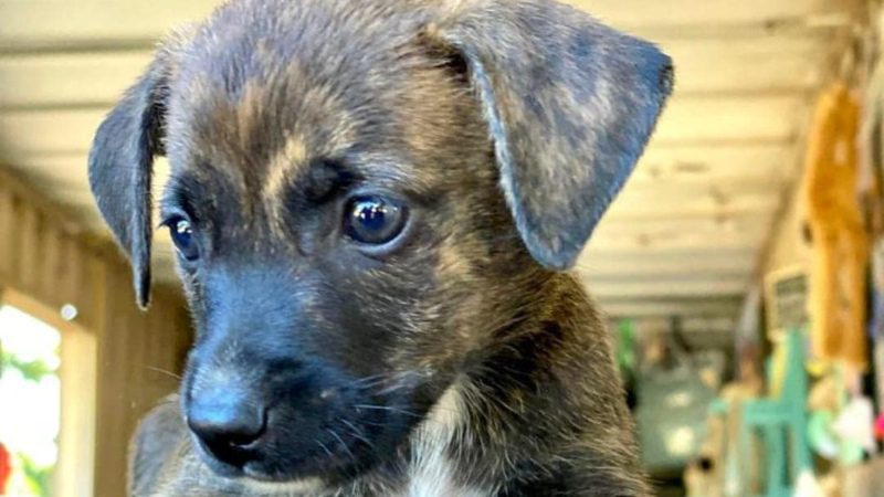 Puppies knuffelen 16 zwarte pup rpc curacao hondenopvang 800x450 1