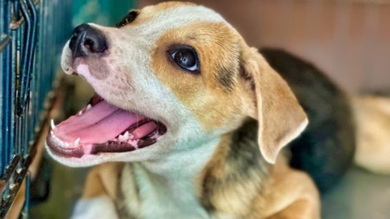 Puppies knuffelen 6 zwerfhonden curacao opvang rpc blij 800x450 1