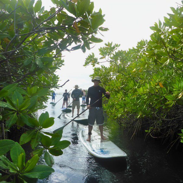 Stand-Up Paddling 5 Sup Curacao manglar