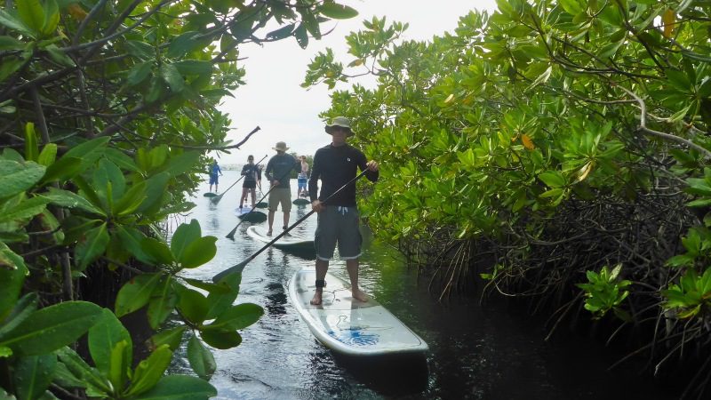 Suppen 7 sup curacao mangrove 800x450 2