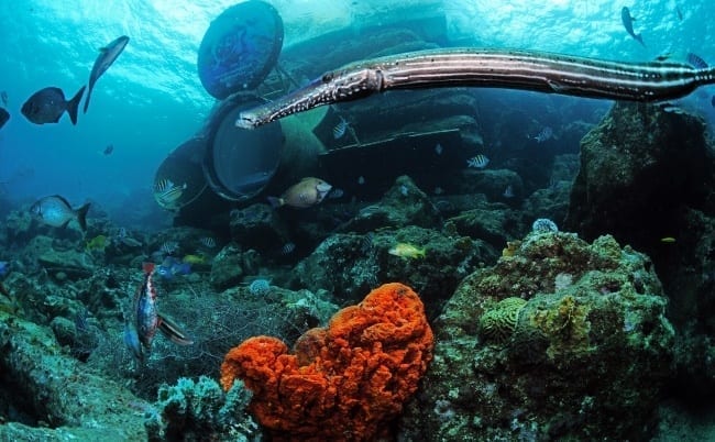 Ocean Lens 4 ocean lens curacao