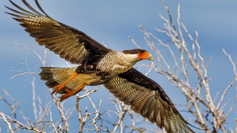 Privétour met terreinwagen 'Surprise Me' 8 curacao prive tour natuur wara wara 800x450 1