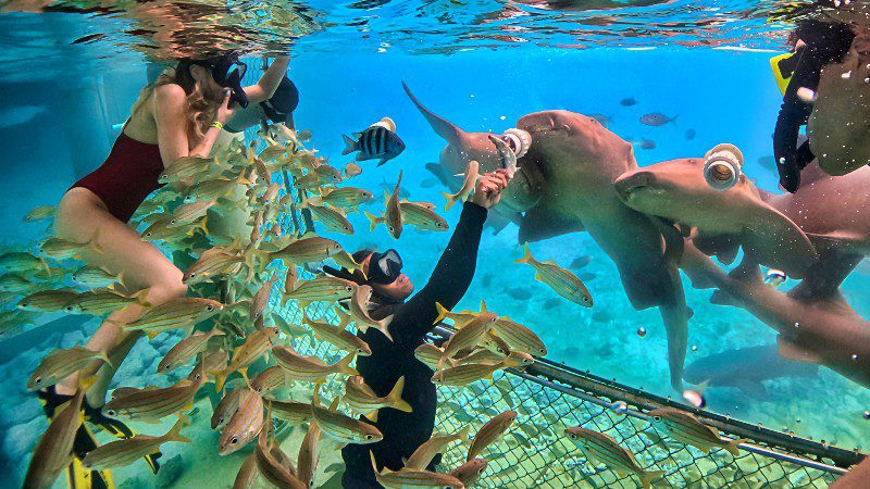 Animal Encounters 4 Animal Encounters Curacao haaien voeren maanvissen