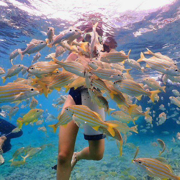 Animal Encounters 5 Animal Encounters Curacao zwemmen tussen maanvissen