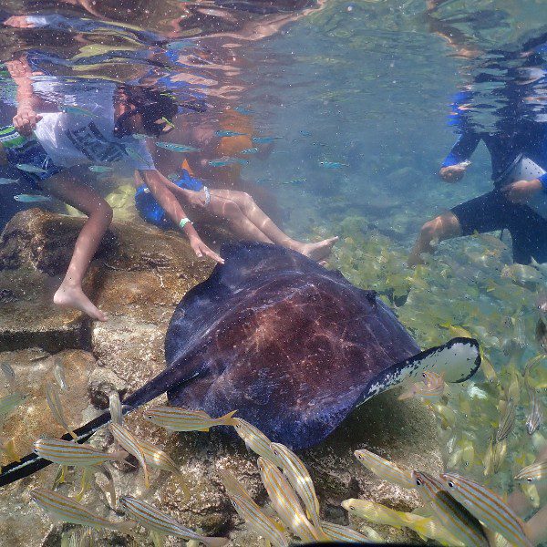 Animal Encounters 6 Animal Encounter Curacao rog aaien