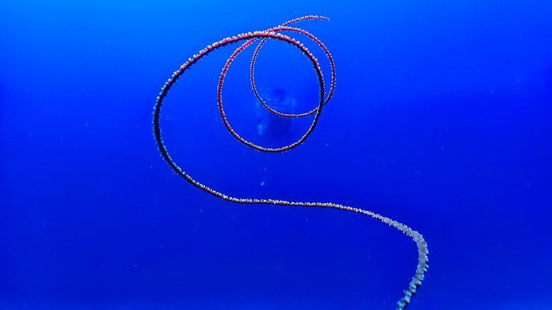 Onderzeeër Tour 7 curasub onderzeeer sealife 800x450 1