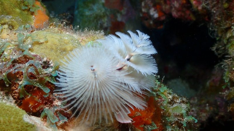 Onderzeeër Tour 4 sealife curasub curacao diepzee 800x450 1