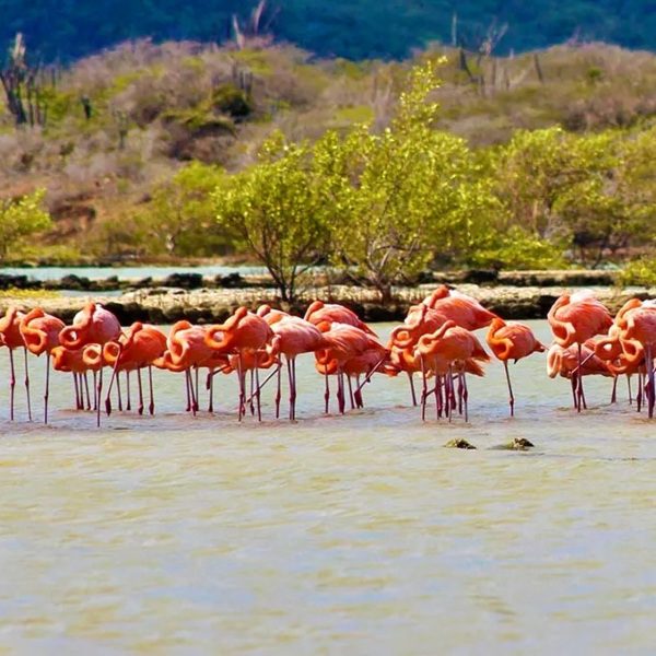 Jeep Safari 'Breath of Curacao' 7 Curacao Safari tour Off-Road Flamingo Jan Kok