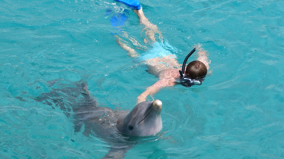 Dagprogramma Sea Aquarium Park 16 Dolphin Snorkel op Curacao