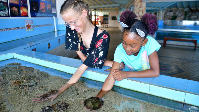 Voordelige uitstapjes op Curacao 23 Sea Aquarium 800x450 1