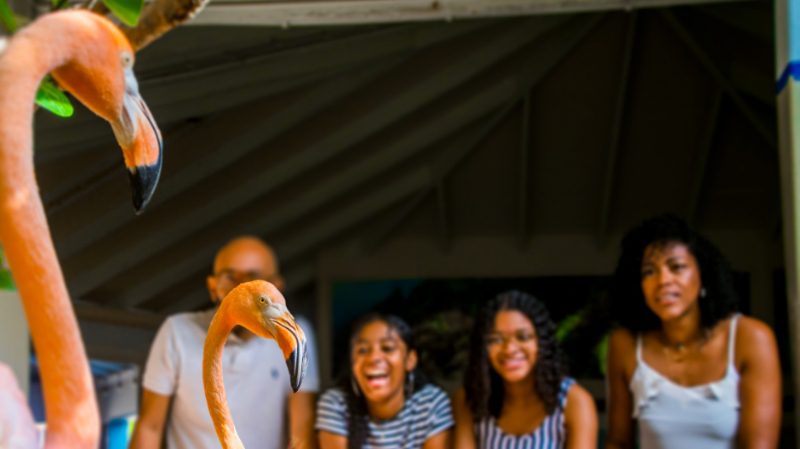 Voordelige uitstapjes op Curacao 25 Sea aquarium park flamingo 80x449 1