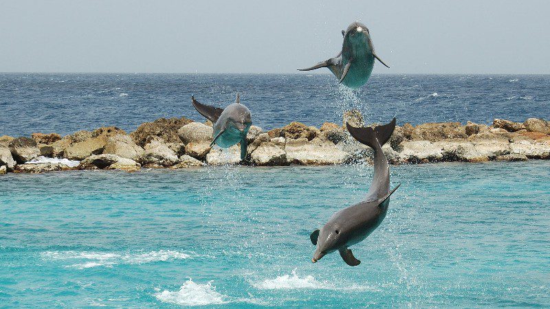 Voordelige uitstapjes op Curacao 24 curacao sea aquarium park dolphin training show 800x450 1